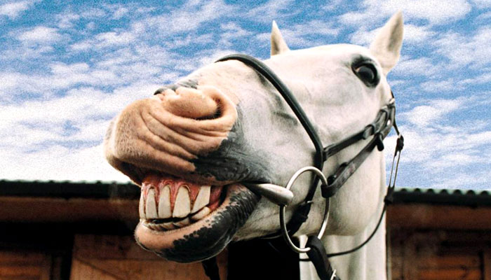 Socorro! Minha mula sumiu.