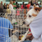 Cachorrinha Pandora na Feira de adoção ‘Leve um anjo para casa’.