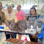 Feira de adoção no Shopping Partage