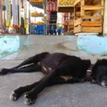 Animais abandonados em São Gonçalo, de quem é a responsabilidade?