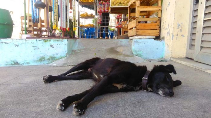 Animais abandonados em São Gonçalo, de quem é a responsabilidade?