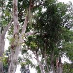 Abandono na Praça da Venda da Cruz