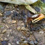 Filhote de Caranguejo na Praia das Pedrinhas